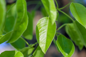 young pear leaves as background