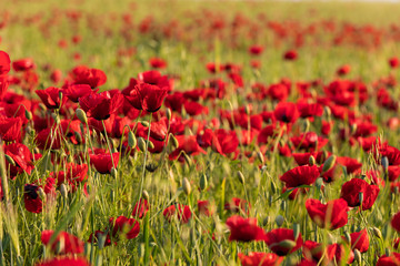 Blooming poppy fields in the spring in the mountains