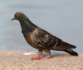 Pigeon with one leg, sitting on a granite fence