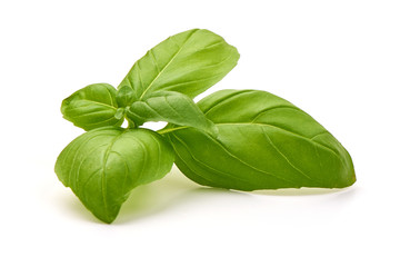 Fresh organic basil leaves, isolated on white background