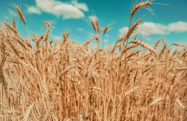field of wheat