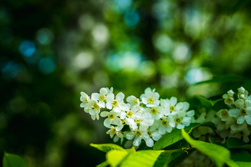 Blooming bird cherry tree in the garden. Selective focus.