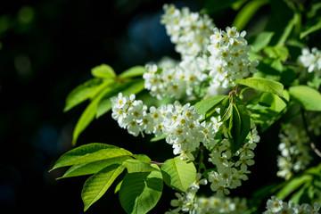 Blooming bird cherry tree in the garden. Selective focus.