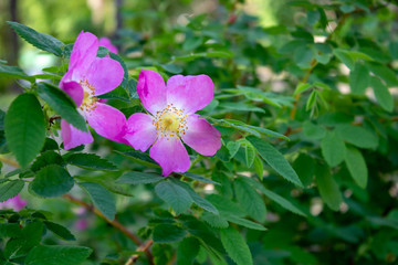 Medicinal rosehip flowers on a background of bright foliage.