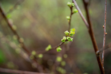 New leaves on apple tree in the garden. Selective focus. 
