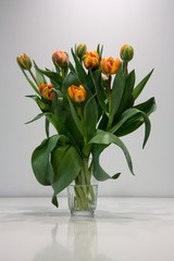 Pomarańczowy Tulipan