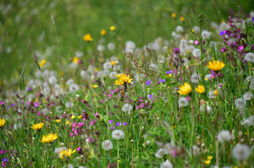 Blumenwiese am Berg
