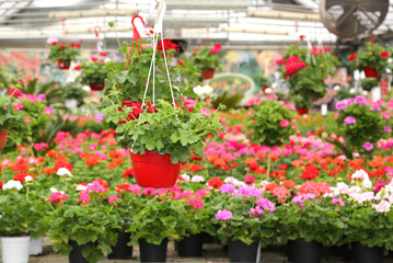 Fototapeta na wymiar pot of geraniums and flowers for sale in the greenhouse
