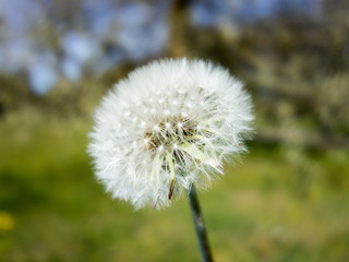 Dandelion / blow ball with trees in background. 