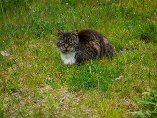 Homeless cat sitting in green grass
