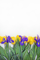 Yellow tulips, purple irises, green leaves and stems. Vertical photo. Greeting card for mother's day, birthday, wedding.