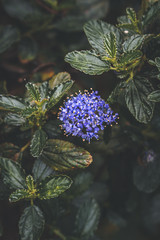 fleur de céanothe bleu