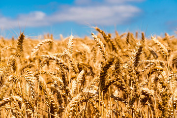 Field of ripened wheat against the blue sky.