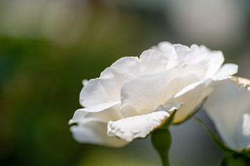 close up of a white rose