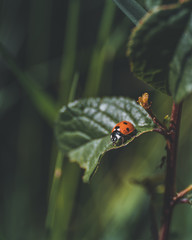 coccinelle rouge à point noir
