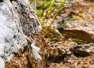 White butterfly by the river, summer colors, end of quarantine