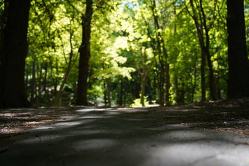 Obraz premium 散策路