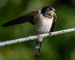 House Martin