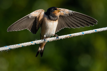 House Martin