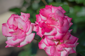 pink rose in the garden