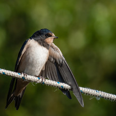 House Martin