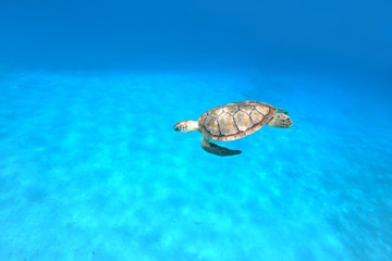 sea turtle swimming in the sea