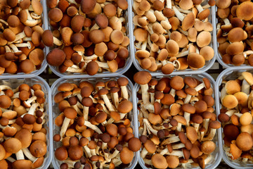 Baskets of edible mushrooms for sale