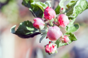 blooming branches of Apple trees as a background