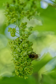 Abeille butine la fleur de l'&eacute;rable sycomore.