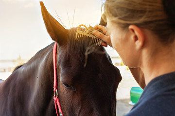 A woman combing a mane and brushing a horse with a comb. Brown horse on a background of blue sky....
