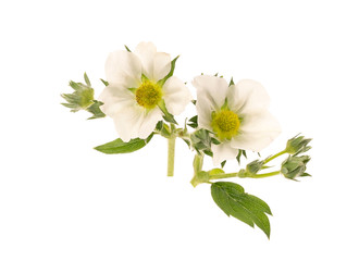 strawberry flowers isolated on white