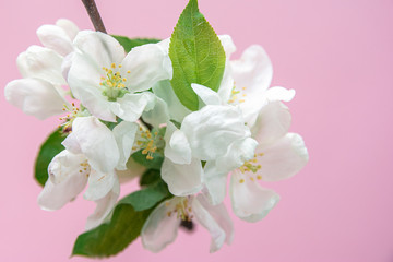 Apple tree blossom with green leaves on pink background. Copy space for text