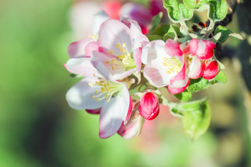 Fototapeta premium blooming branches of Apple trees as a background