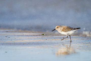 Dunlin standing on the seashore