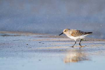 Dunlin standing on the seashore