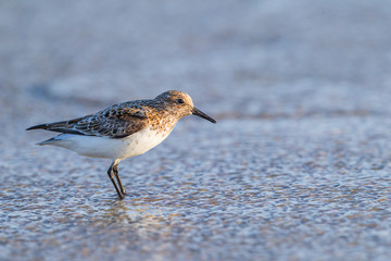 Dunlin standing on the seashore