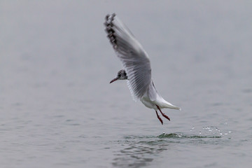 Black-headed gull flying over  the water