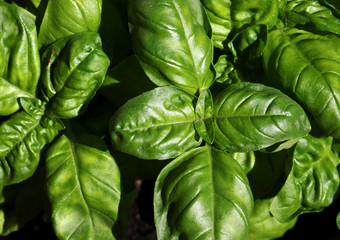 leaves of an aromatic basil plant used in many recipes of Medite