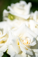 white rose close up