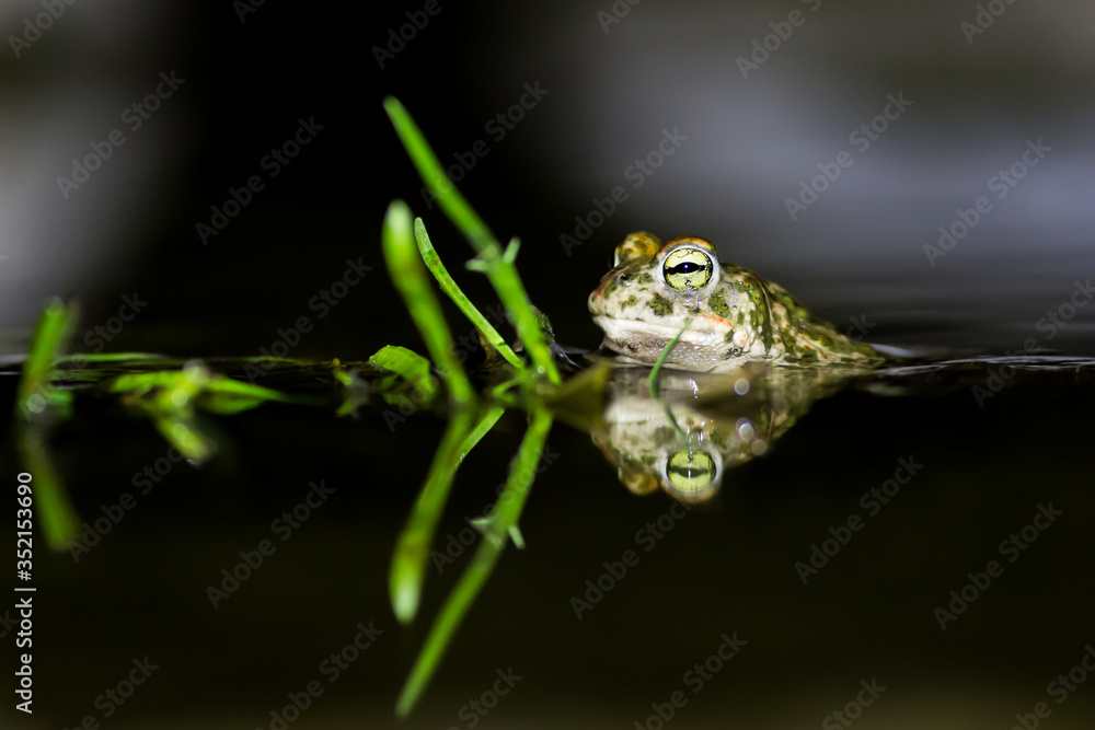 Wall mural natterjack toad in the water at night