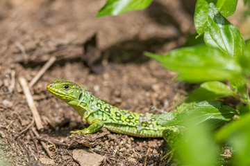 Closeup of a young ocellated lizard in south of Fance