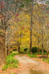 Naklejka premium Autumn colours on display in the trees and on the ground