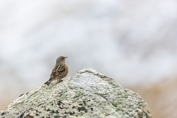 Alpine accentor standing on a rock in french Pyrénées