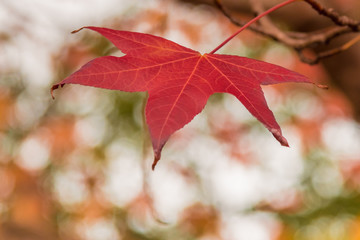 Autumn colours on display in the trees
