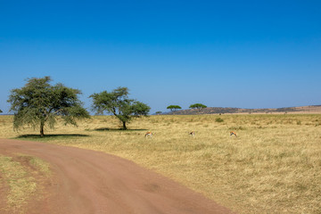 Fototapeta na wymiar タンザニア・セレンゲティ国立公園の草原と青空