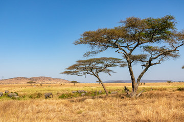 タンザニア・セレンゲティ国立公園で見かけた、青空に映える巨大なアカシアの木と、その周辺に集まるアフリカゾウの群れ