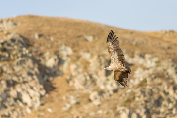  Griffon Vulture flying in pyrenean mountains