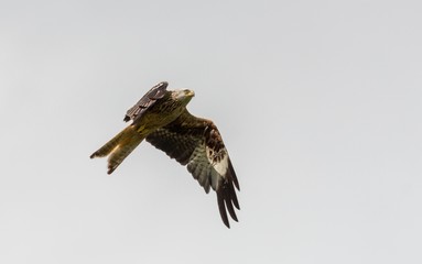 Roter Milan bie der Fütterung in Wales