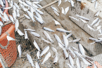 Close up homemade sun-drying on special racks/nets sardines is food preservation used in Asian cuisine under the hot sun in a fish market near beach.Tradition fishing village in asia Thialand.