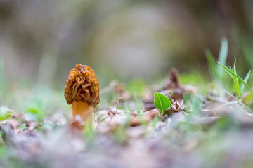 Morel mushrom closeup in a forest in south of France